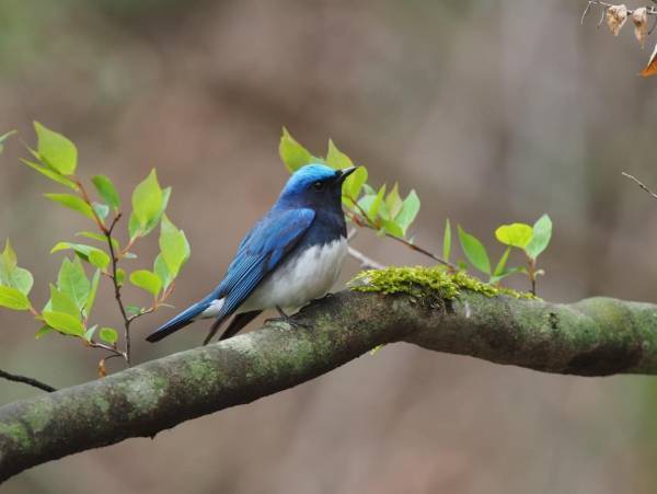 【ピッキオ】～野鳥の宝庫・軽井沢野鳥の森で、くつろぎの時間を過ごす～夕暮れ時に野鳥の歌と姿を堪能するツアー「春の森さえずりコンサート」を開催｜実施日：2023年5月1日～31日