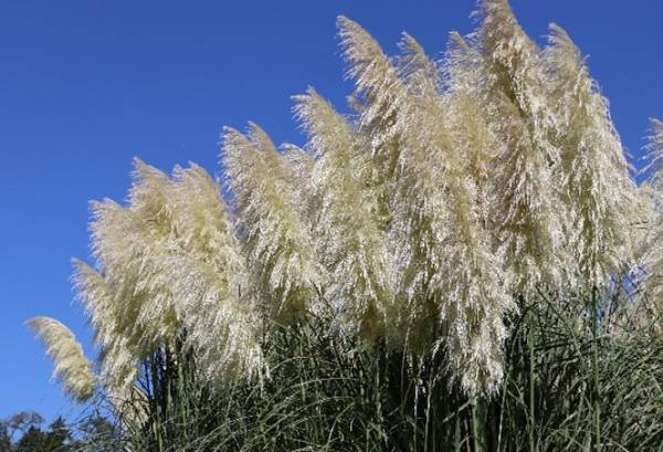 【神代植物公園】巨大なパンパスグラスが見ごろを迎えたことをお知らせします