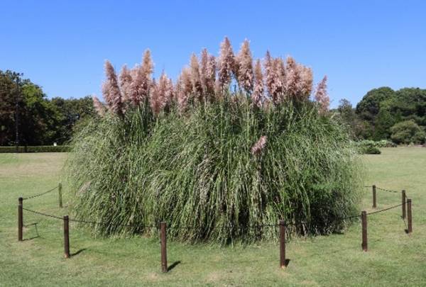 【神代植物公園】巨大なパンパスグラスが見ごろを迎えたことをお知らせします