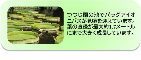 【神代植物公園】巨大なパンパスグラスが見ごろを迎えたことをお知らせします