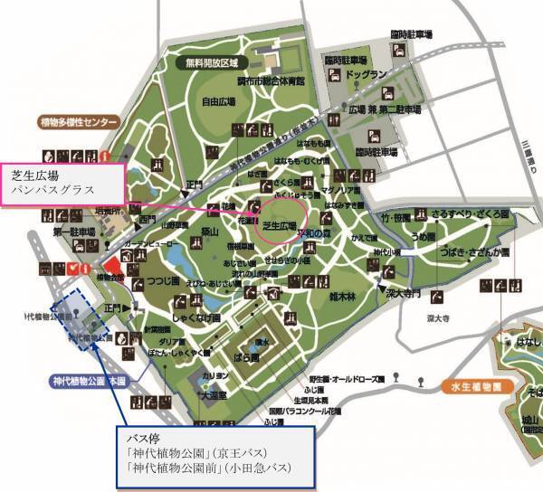 【神代植物公園】巨大なパンパスグラスが見ごろを迎えたことをお知らせします