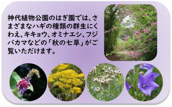 【神代植物公園】巨大なパンパスグラスが見ごろを迎えたことをお知らせします