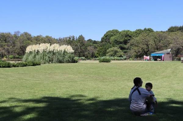 【神代植物公園】巨大なパンパスグラスが見ごろを迎えたことをお知らせします