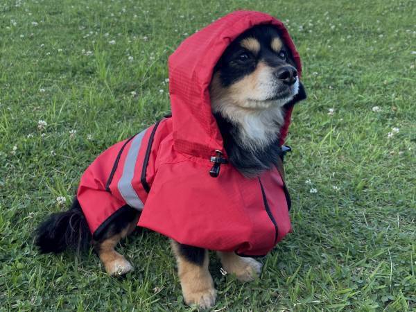 ワンちゃんと泊まれる宿がDOGフォトコンテスト開催 ＜2023年7月31日まで＞雨の日の楽しさをお届け