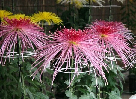 開園当初から続く「神代植物公園　菊花大会」を開催します【10/28～11/19】