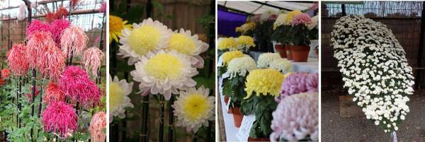 開園当初から続く「神代植物公園　菊花大会」を開催します【10/28～11/19】