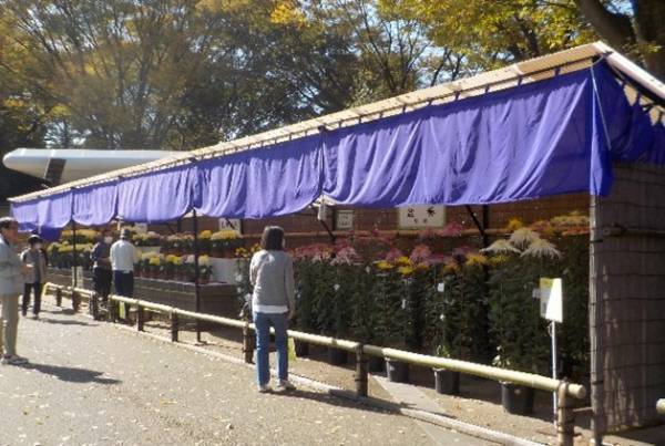 開園当初から続く「神代植物公園　菊花大会」を開催します【10/28～11/19】