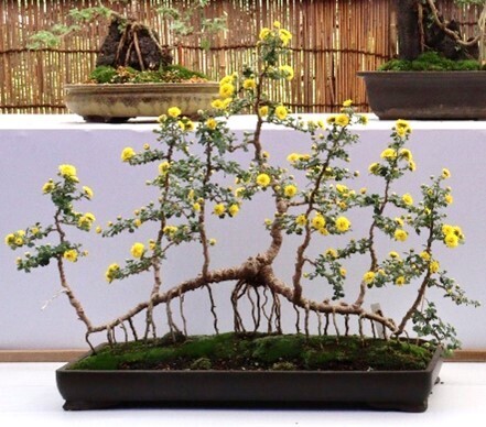 開園当初から続く「神代植物公園　菊花大会」を開催します【10/28～11/19】