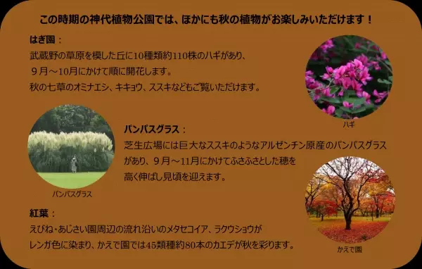 開園当初から続く「神代植物公園　菊花大会」を開催します【10/28～11/19】