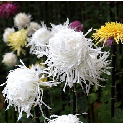 開園当初から続く「神代植物公園　菊花大会」を開催します【10/28～11/19】