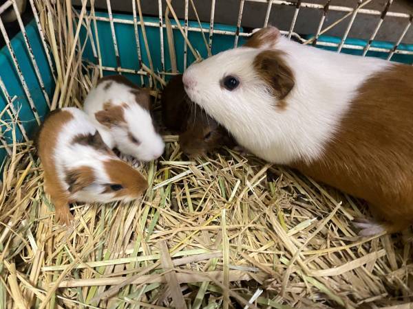 【野田・清水公園】モルモットの三つ子誕生