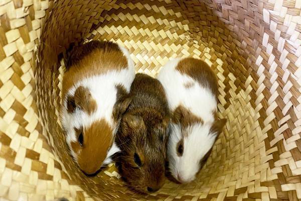 【野田・清水公園】モルモットの三つ子誕生