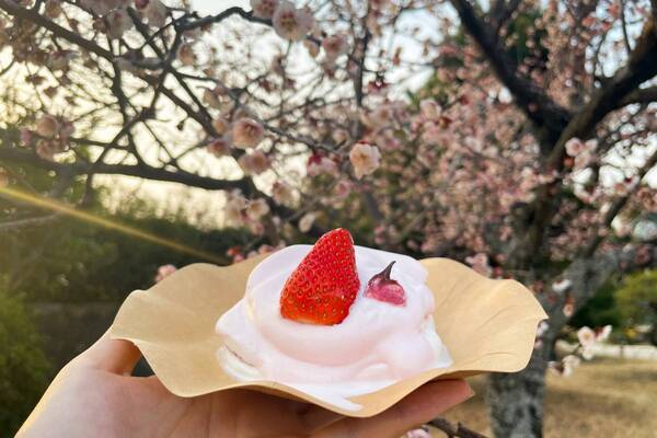 ホテル総料理長監修のお花見弁当！桜の名所、明石公園のテイクアウトショップで3月25日（土）から販売
