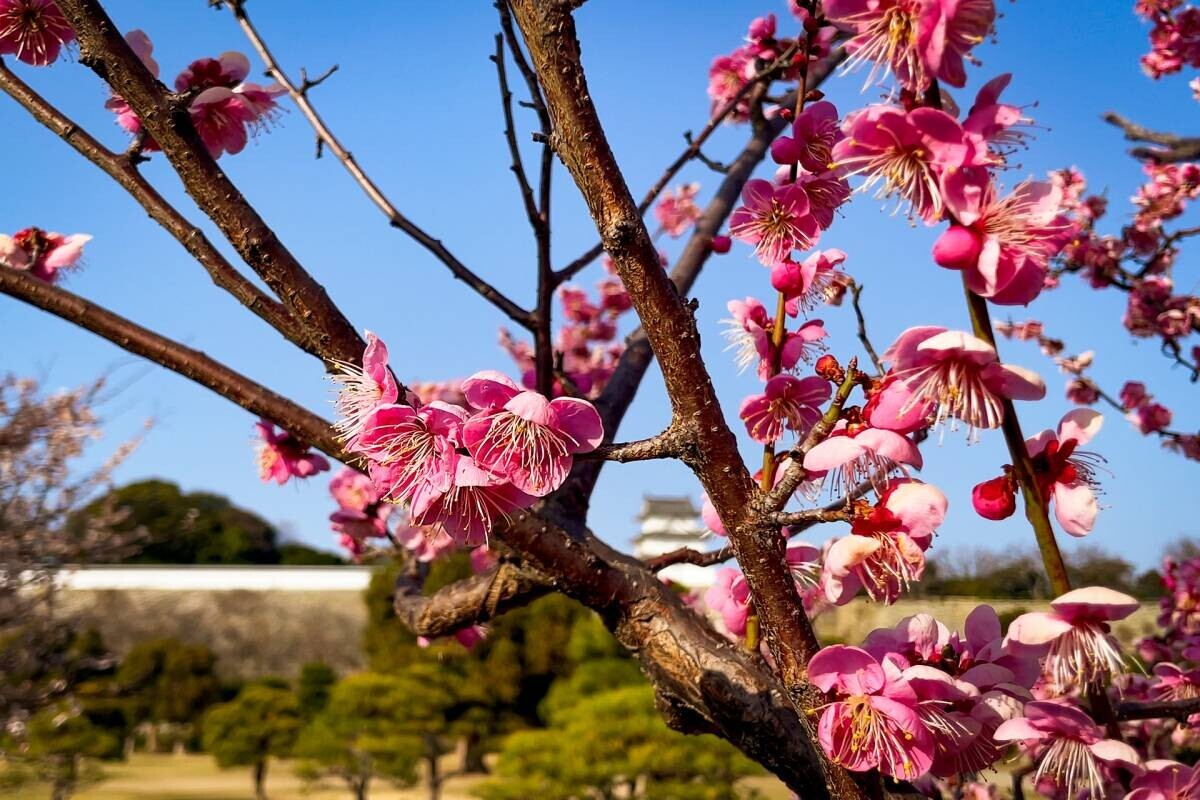 ホテル総料理長監修のお花見弁当！桜の名所、明石公園のテイクアウトショップで3月25日（土）から販売