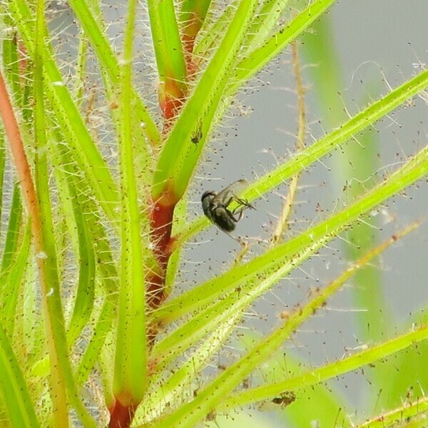 【神代植物公園】夏休み特別企画「食虫植物展」～覗いてみよう！食虫植物の不思議な世界～｜7月30日(火)～8月12日(月・祝)