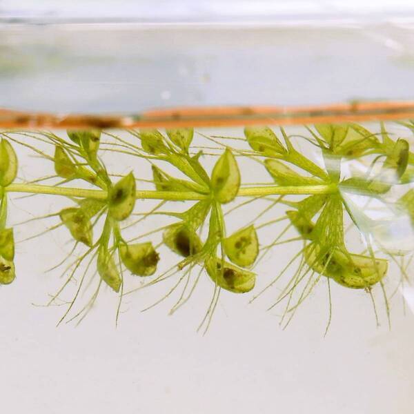 【神代植物公園】夏休み特別企画「食虫植物展」～覗いてみよう！食虫植物の不思議な世界～｜7月30日(火)～8月12日(月・祝)