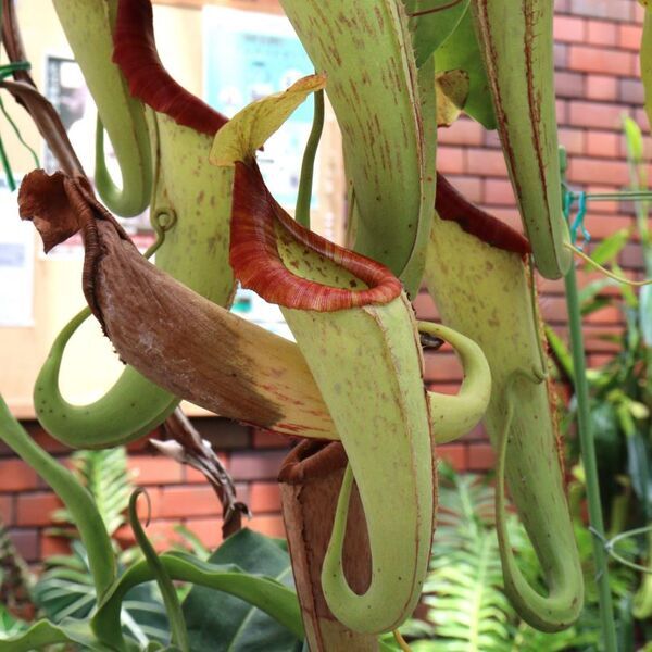 【神代植物公園】夏休み特別企画「食虫植物展」～覗いてみよう！食虫植物の不思議な世界～｜7月30日(火)～8月12日(月・祝)