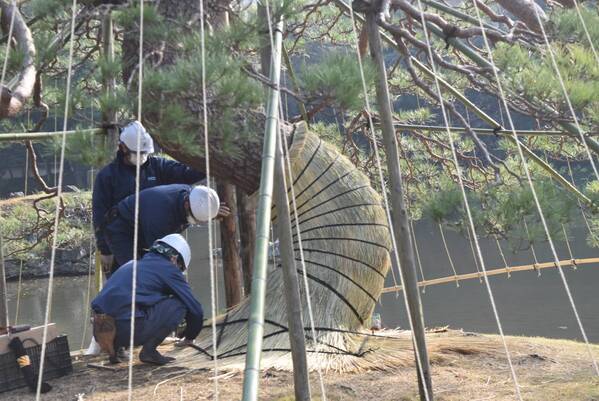 3/13開催　小石川後楽園「庭さんぽ」　親方とともに庭園を歩きながら～小石川後楽園の松を知る～