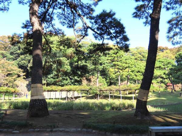 3/13開催　小石川後楽園「庭さんぽ」　親方とともに庭園を歩きながら～小石川後楽園の松を知る～