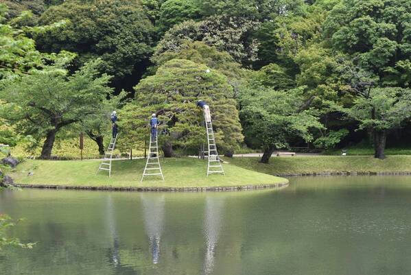 3/13開催　小石川後楽園「庭さんぽ」　親方とともに庭園を歩きながら～小石川後楽園の松を知る～