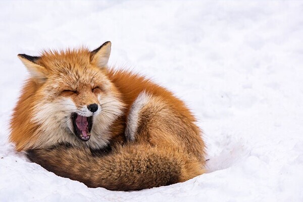 大江戸温泉物語グループ 東北エリアのホテル・宿 「冬のおでかけスポット」特集ページを公開