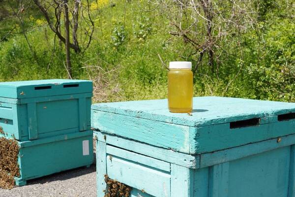 2024年最初のはちみつを“採れたて 5 日”で新発売 ハニーハンターが大阪で直接買い付けた「新蜜」 さくら蜂蜜をフレッシュなローハニー（生蜂蜜）で食べてみて