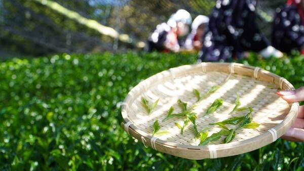 大阪国際大学・大阪国際大学短期大学部の学生が高級ブランド茶を生産する京都府南山城村中窪製茶園で出品茶摘みに協力