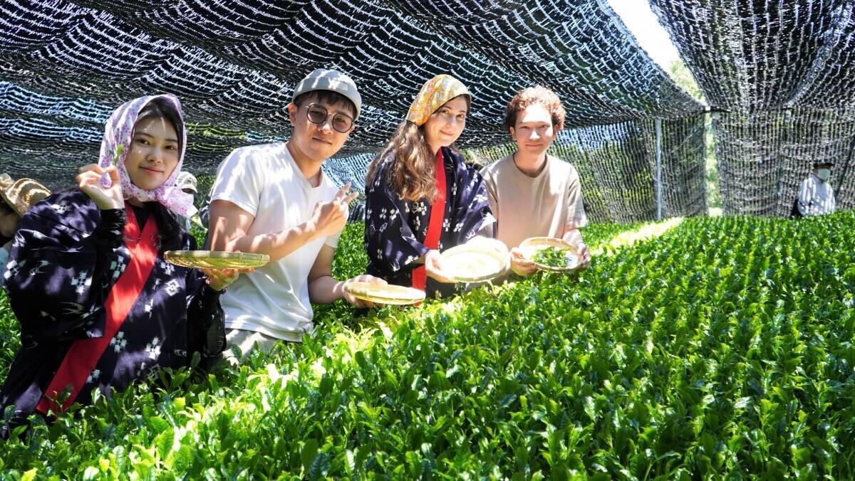 大阪国際大学・大阪国際大学短期大学部の学生が高級ブランド茶を生産する京都府南山城村中窪製茶園で出品茶摘みに協力