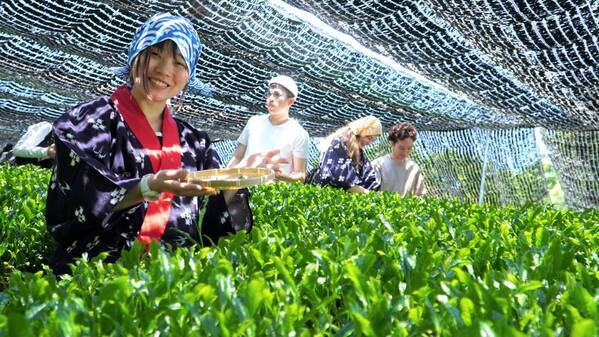 大阪国際大学・大阪国際大学短期大学部の学生が高級ブランド茶を生産する京都府南山城村中窪製茶園で出品茶摘みに協力