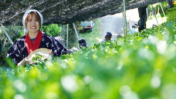 大阪国際大学・大阪国際大学短期大学部の学生が高級ブランド茶を生産する京都府南山城村中窪製茶園で出品茶摘みに協力
