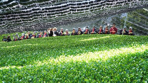 大阪国際大学・大阪国際大学短期大学部の学生が高級ブランド茶を生産する京都府南山城村中窪製茶園で出品茶摘みに協力