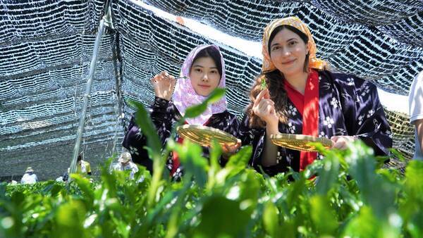 大阪国際大学・大阪国際大学短期大学部の学生が高級ブランド茶を生産する京都府南山城村中窪製茶園で出品茶摘みに協力