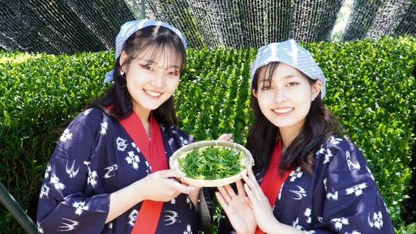 大阪国際大学・大阪国際大学短期大学部の学生が高級ブランド茶を生産する京都府南山城村中窪製茶園で出品茶摘みに協力