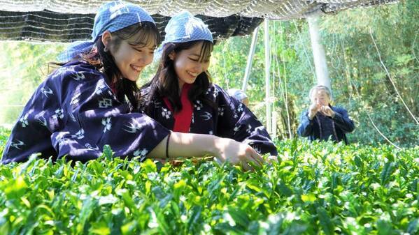 大阪国際大学・大阪国際大学短期大学部の学生が高級ブランド茶を生産する京都府南山城村中窪製茶園で出品茶摘みに協力