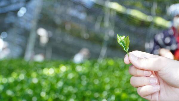 大阪国際大学・大阪国際大学短期大学部の学生が高級ブランド茶を生産する京都府南山城村中窪製茶園で出品茶摘みに協力