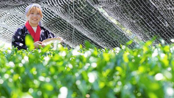 大阪国際大学・大阪国際大学短期大学部の学生が高級ブランド茶を生産する京都府南山城村中窪製茶園で出品茶摘みに協力