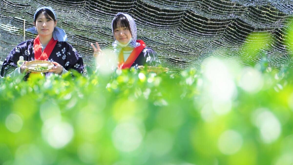 大阪国際大学・大阪国際大学短期大学部の学生が高級ブランド茶を生産する京都府南山城村中窪製茶園で出品茶摘みに協力