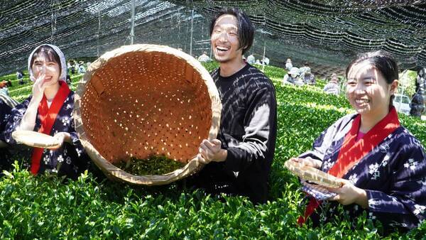大阪国際大学・大阪国際大学短期大学部の学生が高級ブランド茶を生産する京都府南山城村中窪製茶園で出品茶摘みに協力
