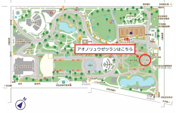 ”数十年に一度だけ咲く花”　日比谷公園で『アオノリュウゼツラン』が開花しました！