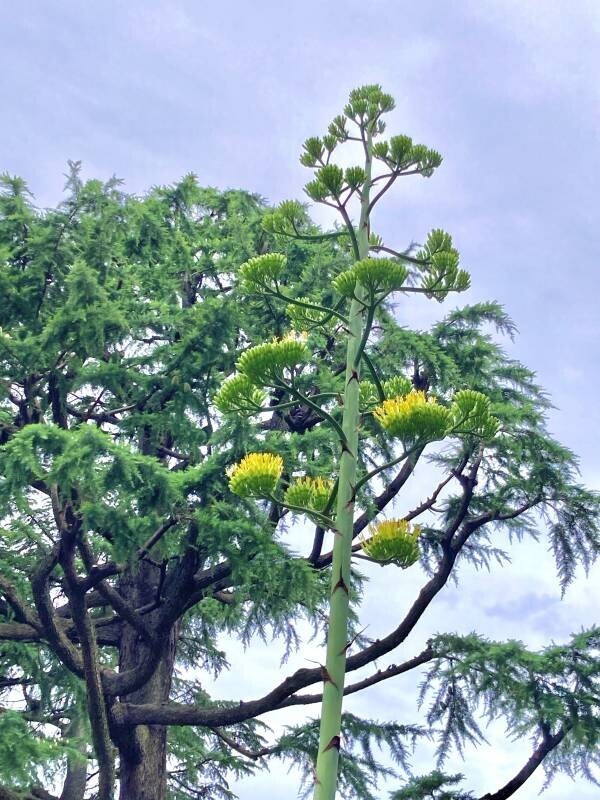 ”数十年に一度だけ咲く花”　日比谷公園で『アオノリュウゼツラン』が開花しました！