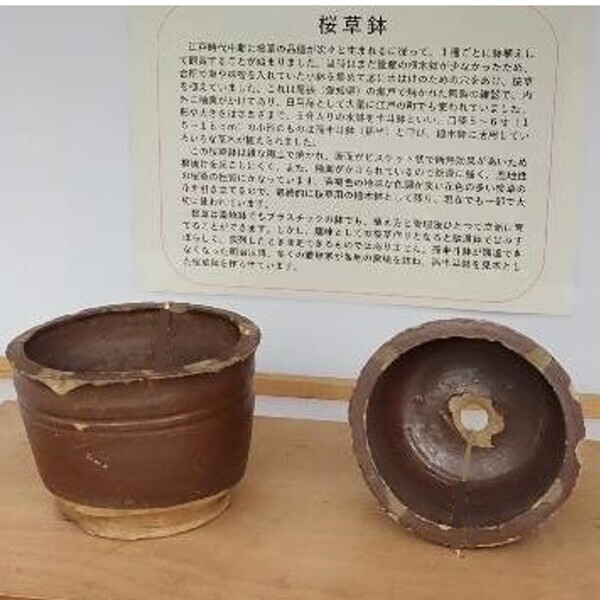 【神代植物公園】「さくらそう展」～江戸の人々に愛された可憐な花～4月13日（土）より開催