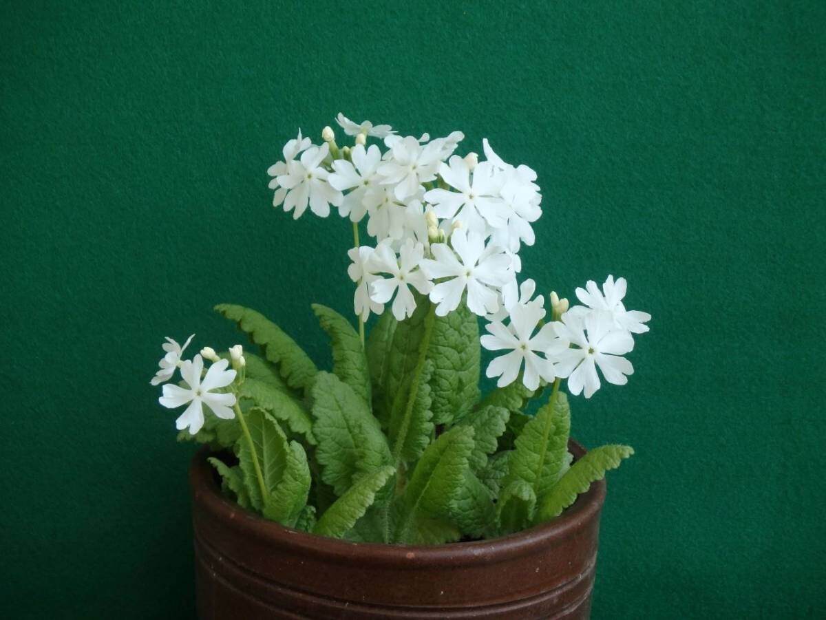 【神代植物公園】「さくらそう展」～江戸の人々に愛された可憐な花～4月13日（土）より開催