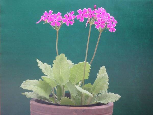 【神代植物公園】「さくらそう展」～江戸の人々に愛された可憐な花～4月13日（土）より開催