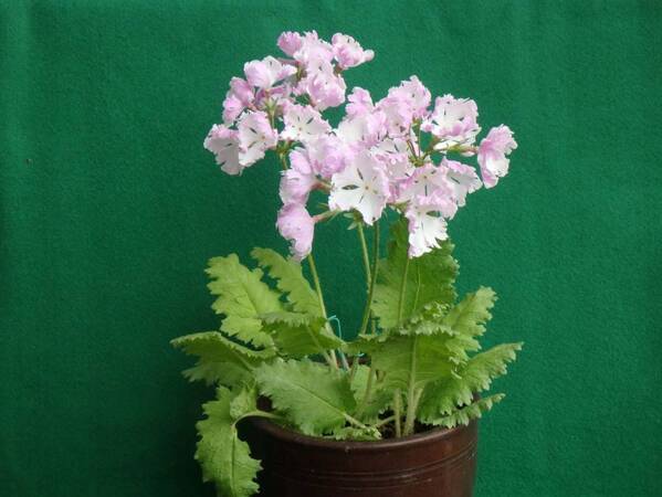 【神代植物公園】「さくらそう展」～江戸の人々に愛された可憐な花～4月13日（土）より開催