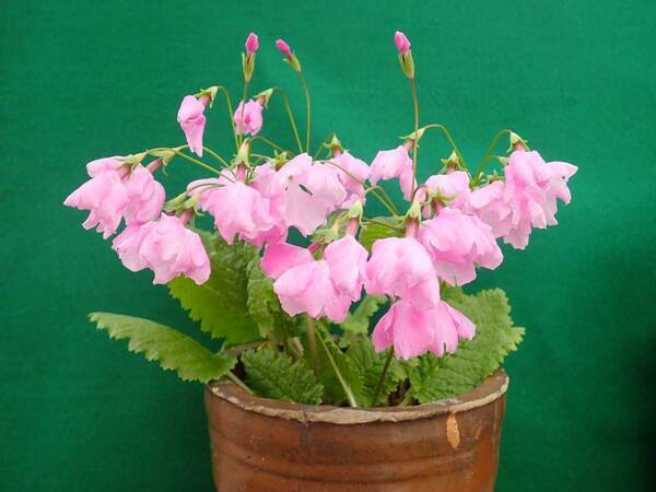 【神代植物公園】「さくらそう展」～江戸の人々に愛された可憐な花～4月13日（土）より開催