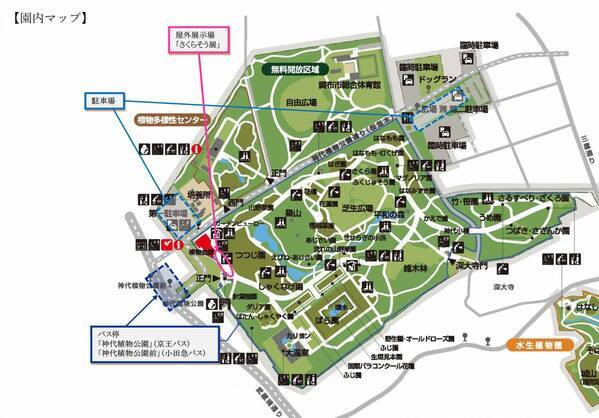 【神代植物公園】「さくらそう展」～江戸の人々に愛された可憐な花～4月13日（土）より開催