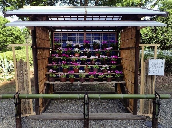 【神代植物公園】「さくらそう展」～江戸の人々に愛された可憐な花～4月13日（土）より開催