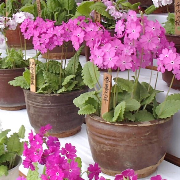 【神代植物公園】「さくらそう展」～江戸の人々に愛された可憐な花～4月13日（土）より開催