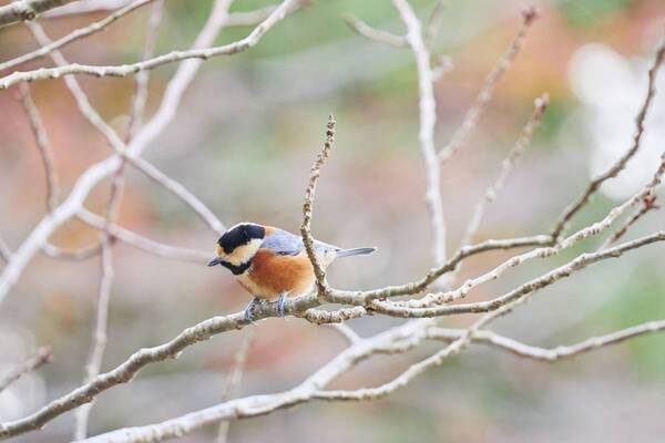 ～新緑の比叡山で自然と景色を満喫～ 「早朝臨時坂本ケーブルで行く比叡山で探鳥会」 6月2日(日)に開催