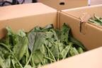 【フードロス】ほうれん草救出大作戦！大きくなりすぎて廃棄されてしまう野菜50kgを買い取り、渋谷区神南にある『COWORKING SALON SLOTH JINNAN(スロス ジンナン)』にて無料配布を実施しました！